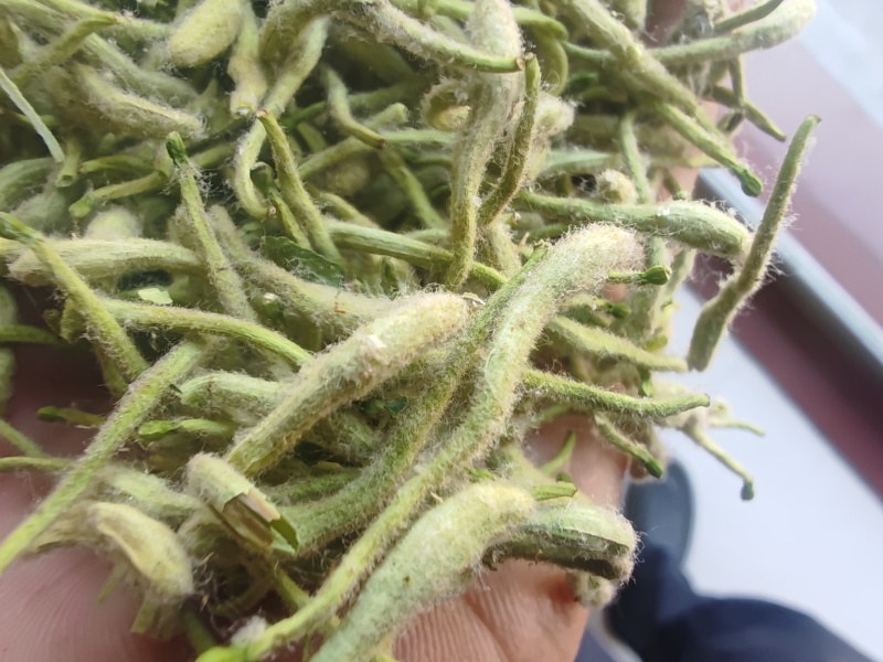 金银花