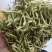 金银花