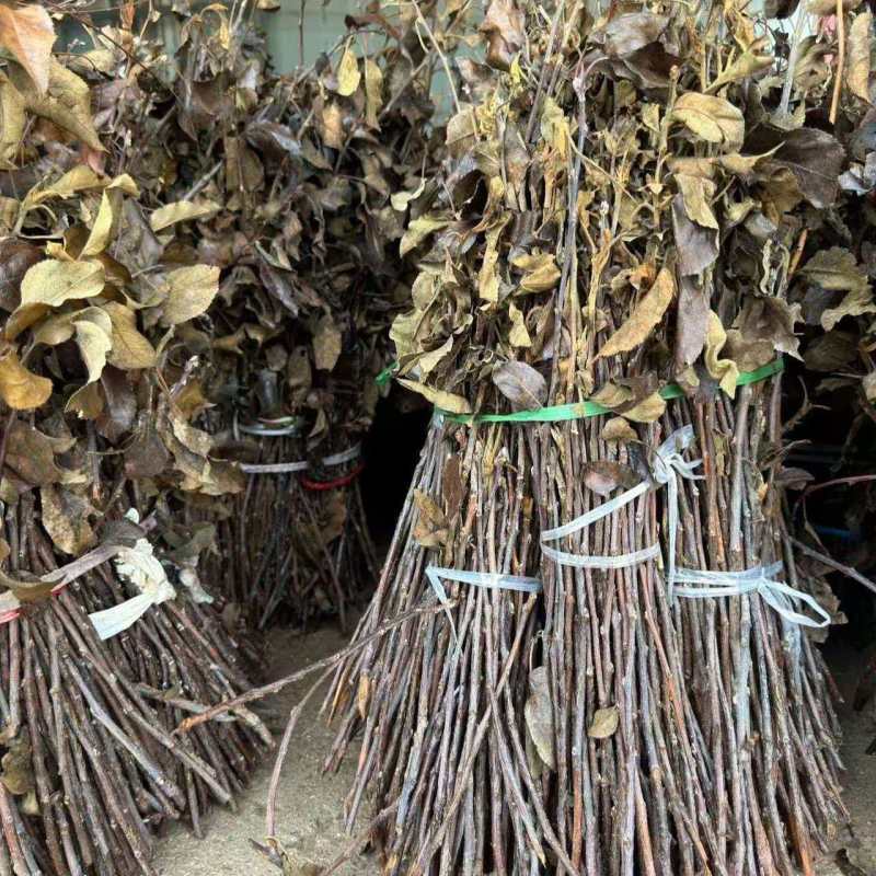 杨树条金蝉卵枝，成活率高，卵量足，产地直发！欢迎采购