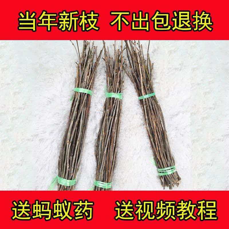 杨树条金蝉卵枝，成活率高，卵量足，产地直发！欢迎采购