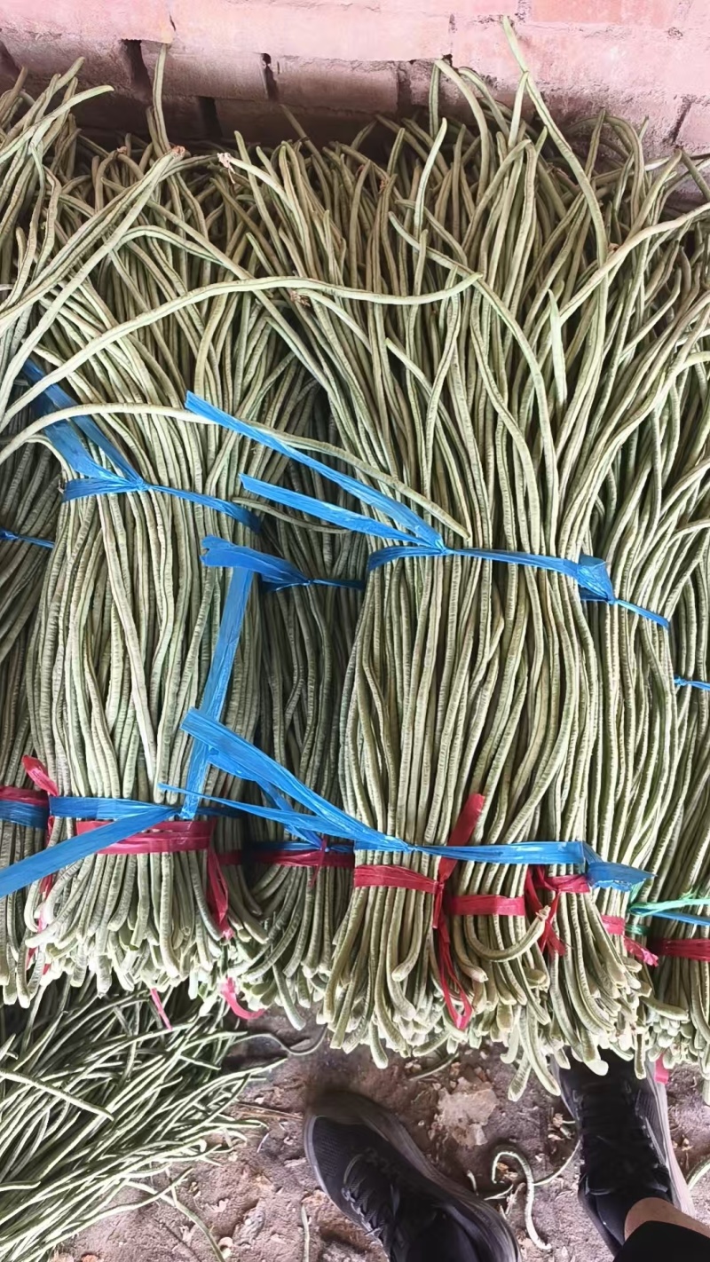 山东精品长豆角大量上市中脆嫩欢迎老板来基地考察订购