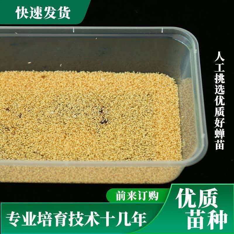 金蝉活苗，金蝉种苗/产地直发/量大从优/成活率高
