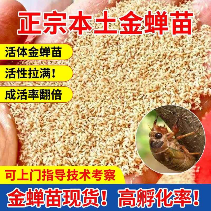 金蝉活苗，金蝉种苗/产地直发/量大从优/成活率高