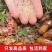 金蝉活苗，金蝉种苗/产地直发/量大从优/成活率高