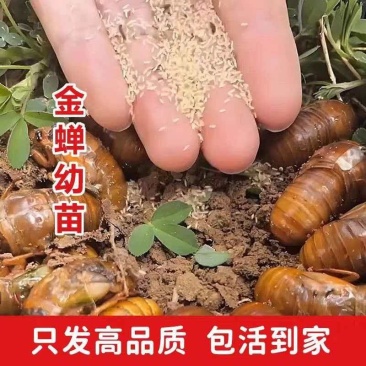 金蝉活苗，金蝉种苗/产地直发/量大从优/成活率高