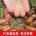 金蝉活苗，金蝉种苗/产地直发/量大从优/成活率高