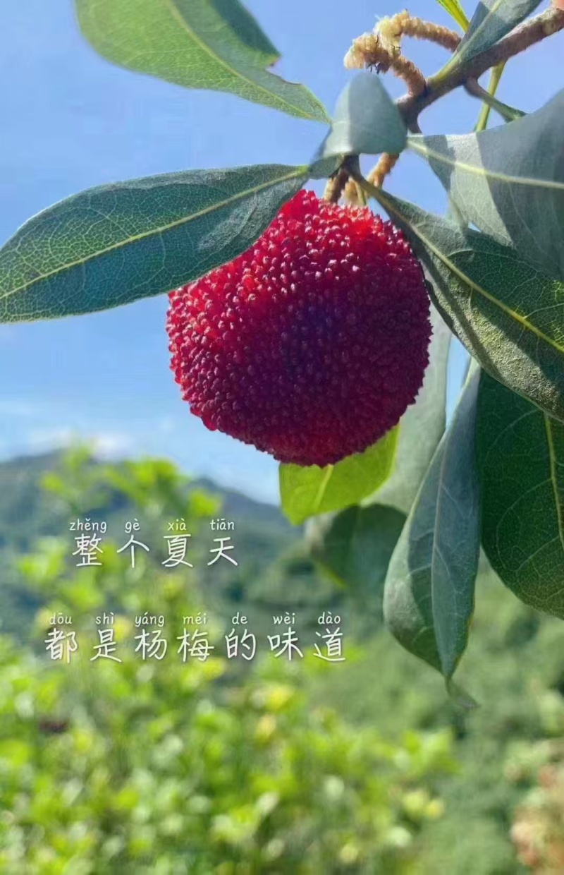 浙江杨梅仙居杨梅货源充足新鲜现摘甜美多汁一件发