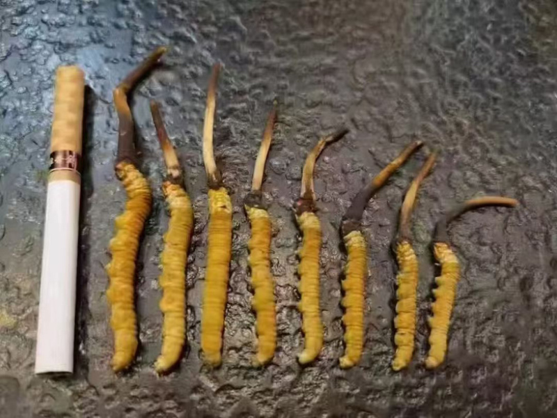 正宗冬虫夏草，新鲜野生虫草，产地直发，品质有保障