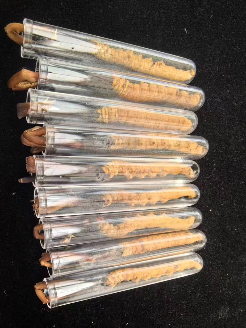 正宗冬虫夏草，新鲜野生虫草，产地直发，品质有保障