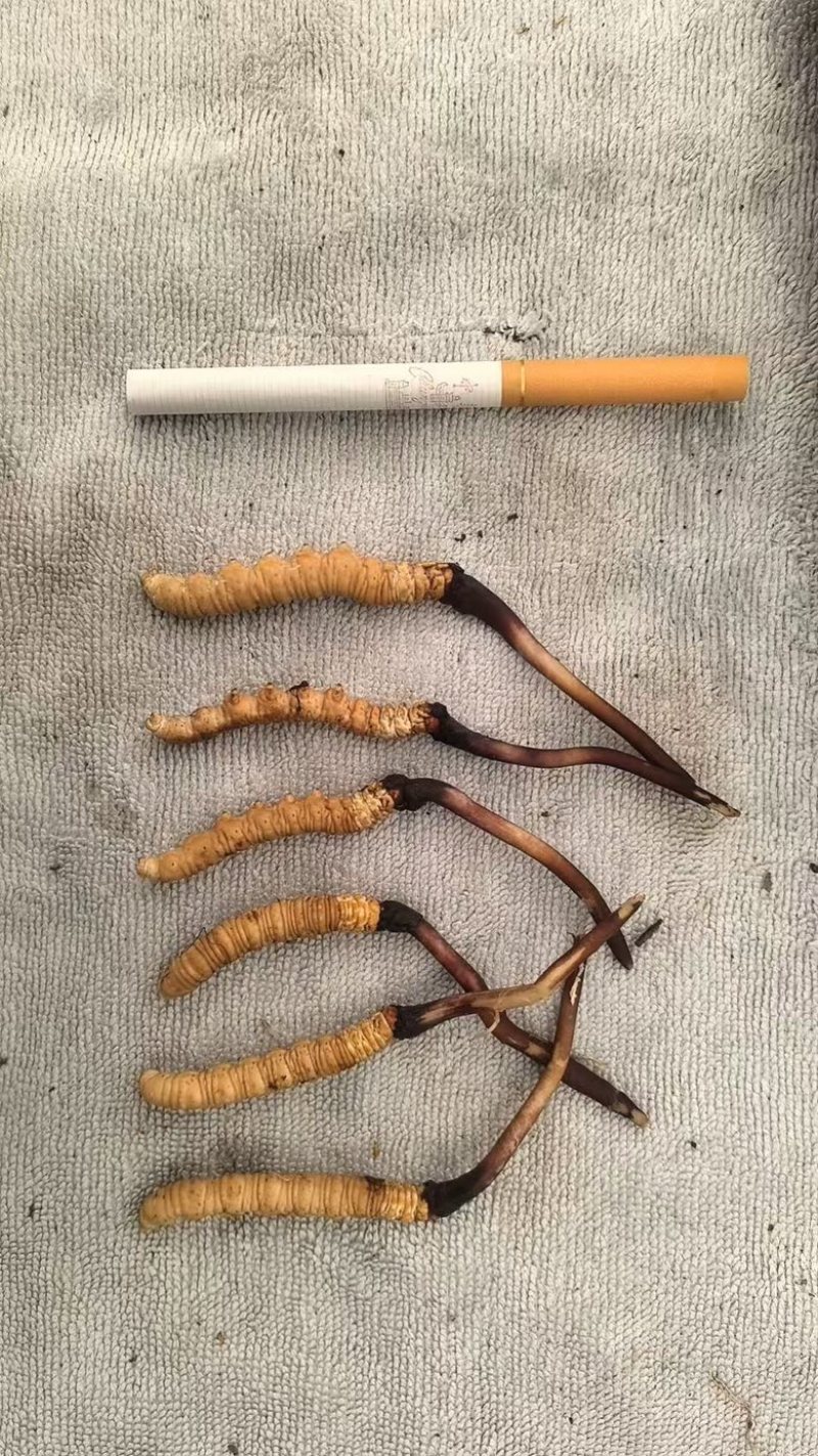 正宗冬虫夏草，新鲜野生虫草，产地直发，品质有保障