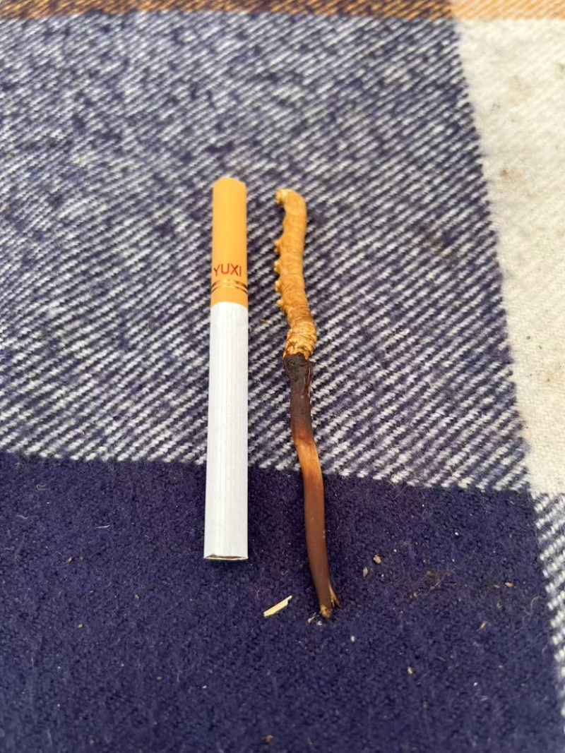 正宗冬虫夏草，新鲜野生虫草，产地直发，品质有保障