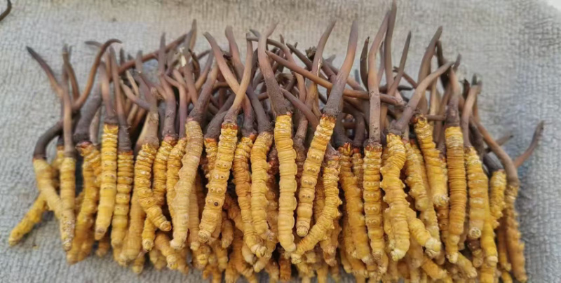 正宗冬虫夏草，新鲜野生虫草，产地直发，品质有保障