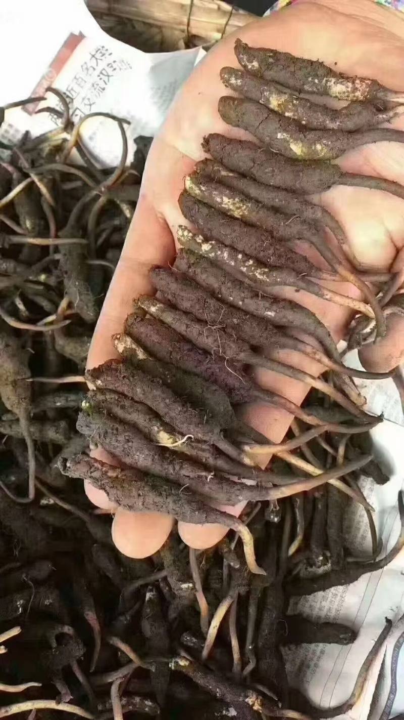 正宗冬虫夏草，新鲜野生虫草，产地直发，品质有保障