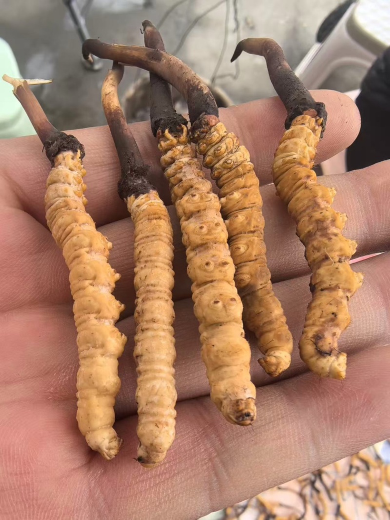 正宗冬虫夏草，新鲜野生虫草，产地直发，品质有保障