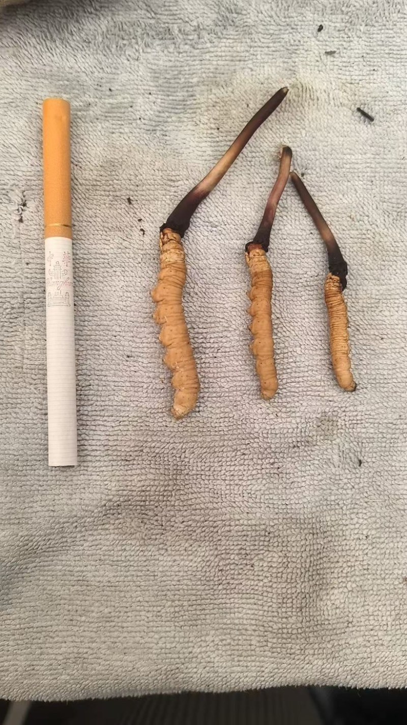 正宗冬虫夏草，新鲜野生虫草，产地直发，品质有保障