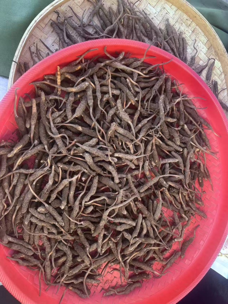 正宗冬虫夏草，新鲜野生虫草，产地直发，品质有保障