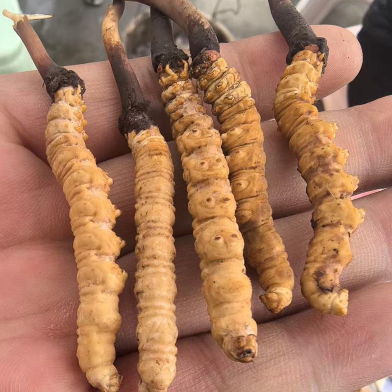 正宗冬虫夏草，新鲜野生虫草，产地直发，品质有保障