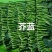 芥兰，鸡腿芥兰，常年有货