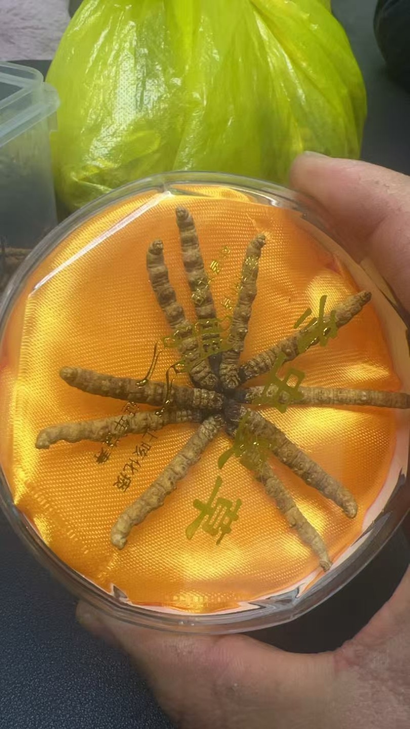 正宗冬虫夏草，品质有保障，产地直发，性价比高