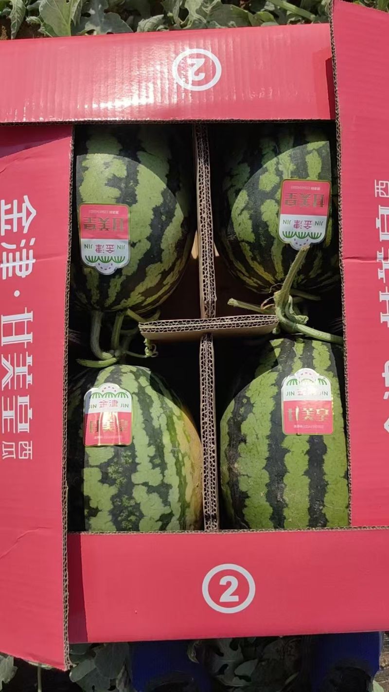 小糖丸西瓜产地直发欢迎全国各地老板合作终身朋友价格优惠