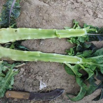 莴苣/红霸王莴苣/甘肃定西安定区莴苣大量上市/对接全国