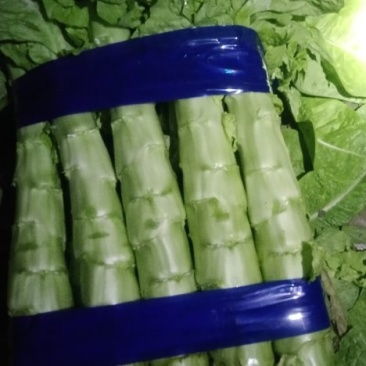 山东莴笋红尖叶，三青铁杆青大量现货，保质保量代发全国！