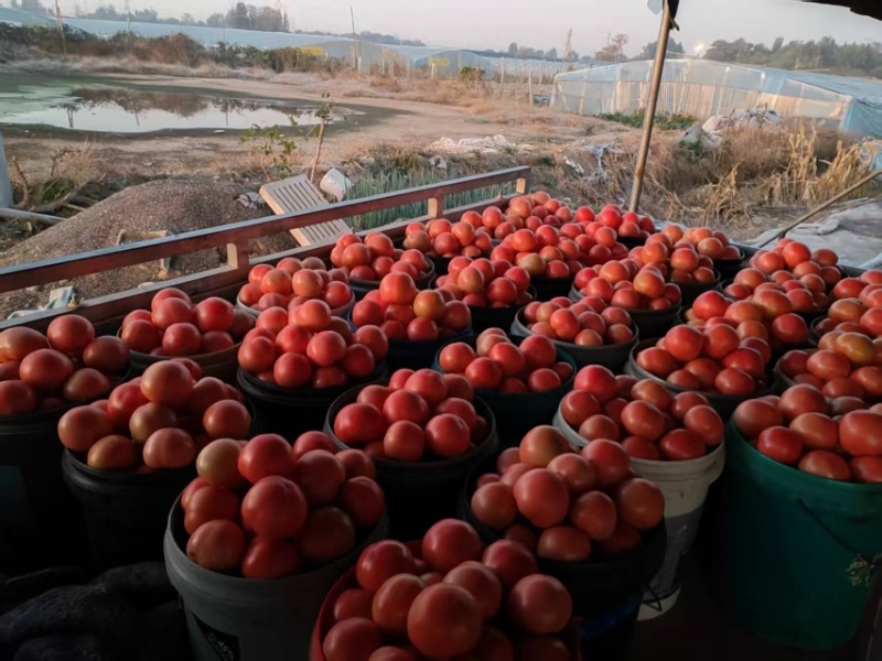 青州当地西红柿硬粉西红柿大量供应产地址，发量大优