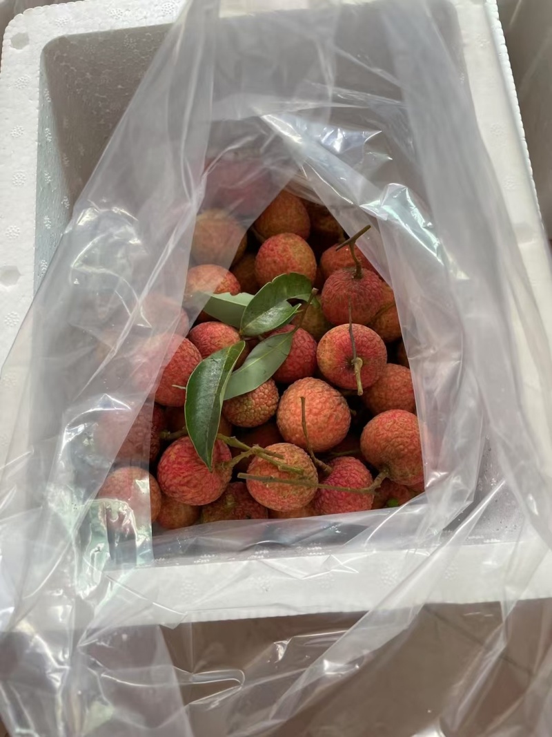 精品妃子笑大量供货
