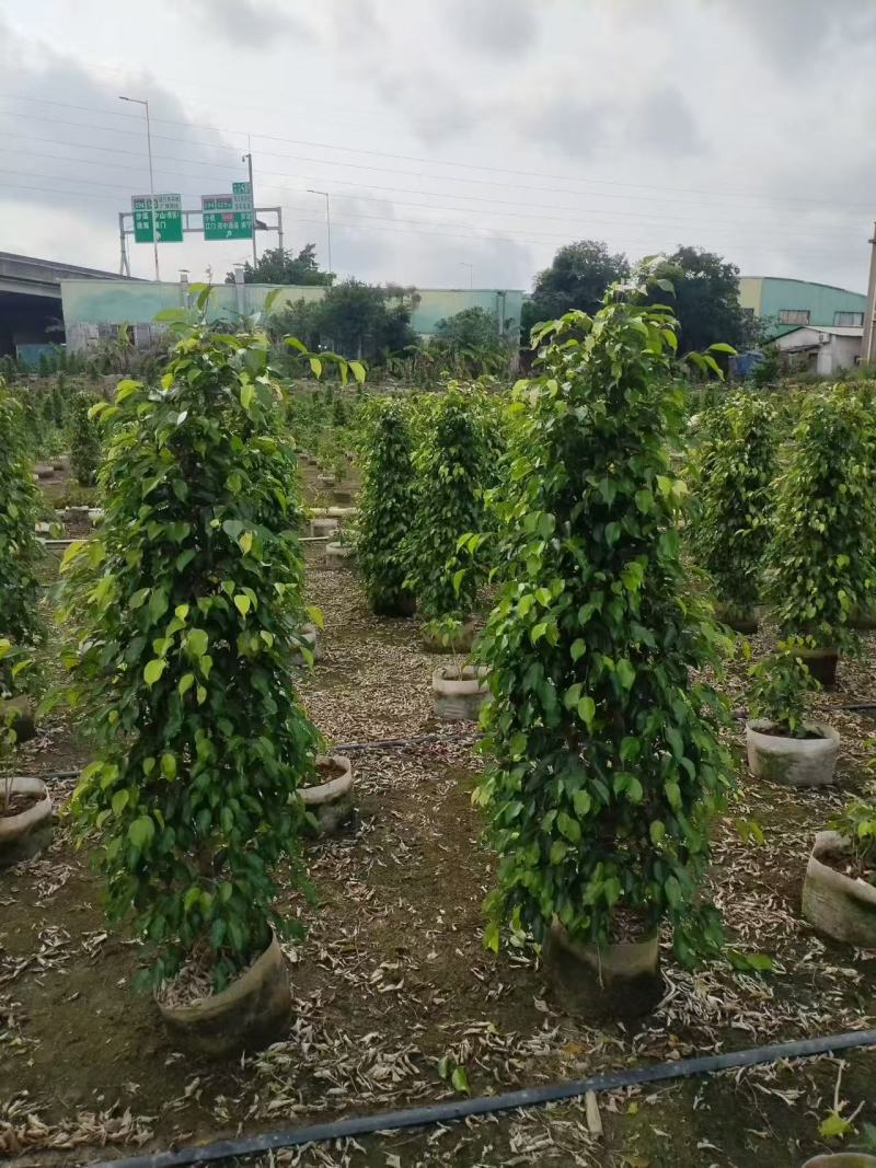 垂叶榕1.4-2米高基地直发量大价格优惠欢迎选购