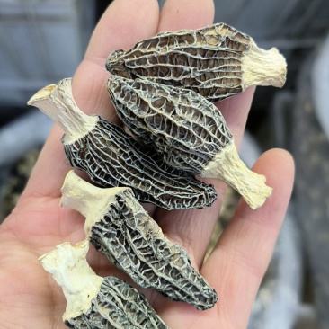 高品质羊肚菌干货肉质肥厚货足