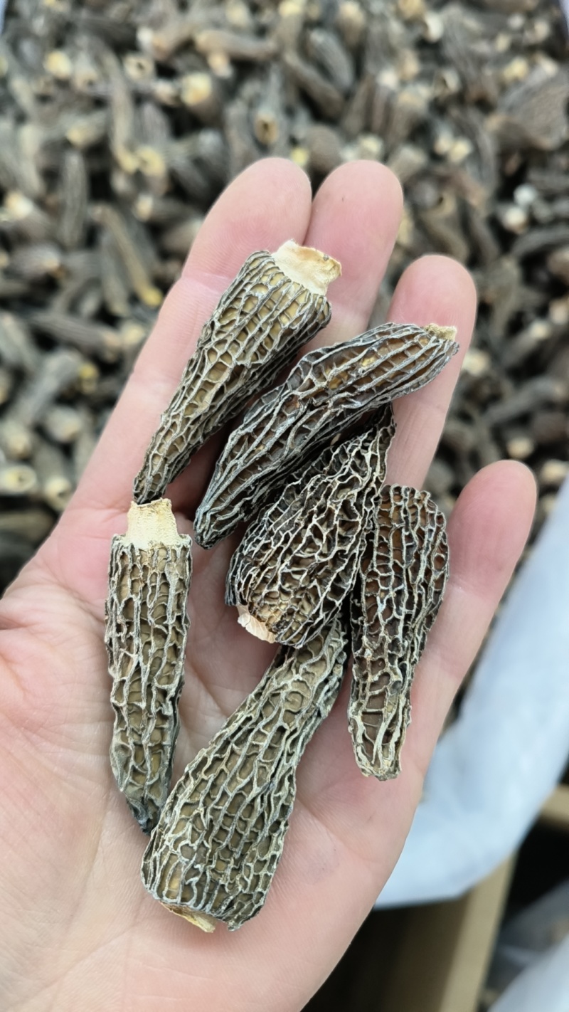 高品质羊肚菌干货肉质肥厚货足