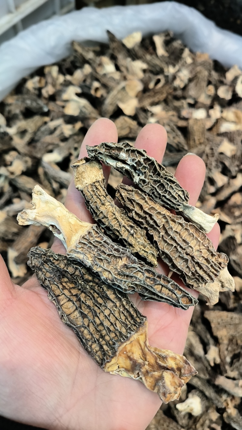 高品质羊肚菌干货肉质肥厚货足