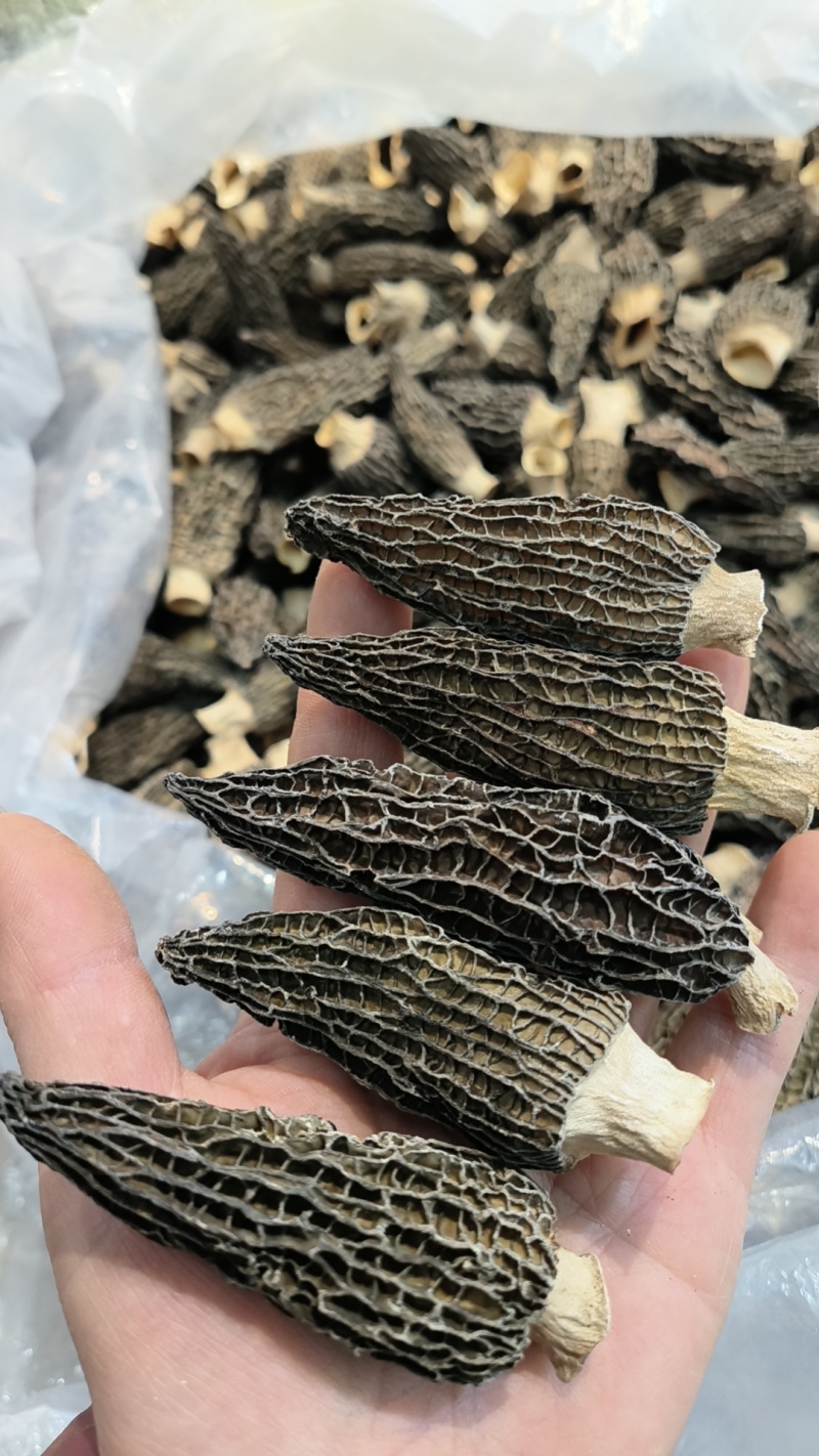 高品质羊肚菌干货肉质肥厚货足