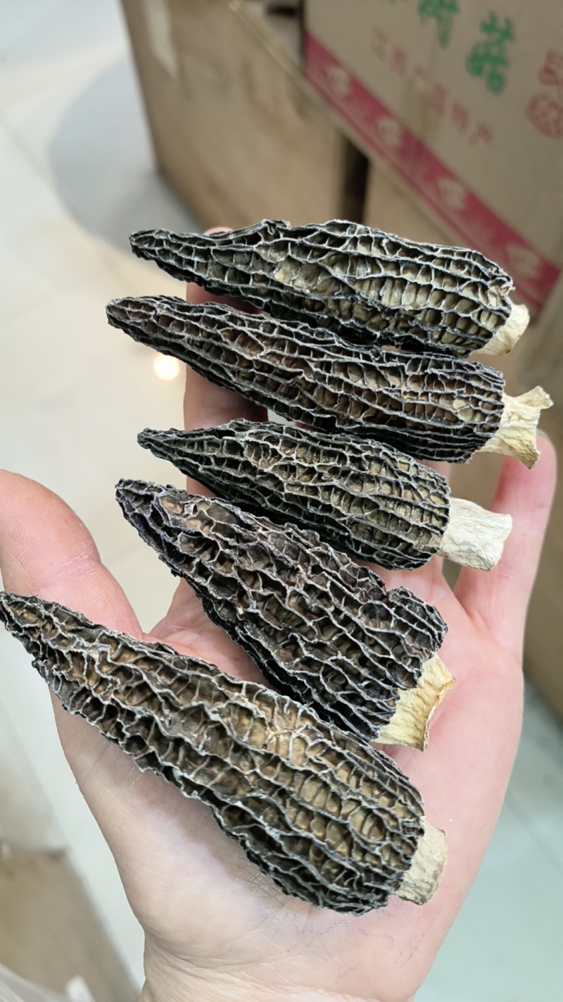 高品质羊肚菌干货肉质肥厚货足