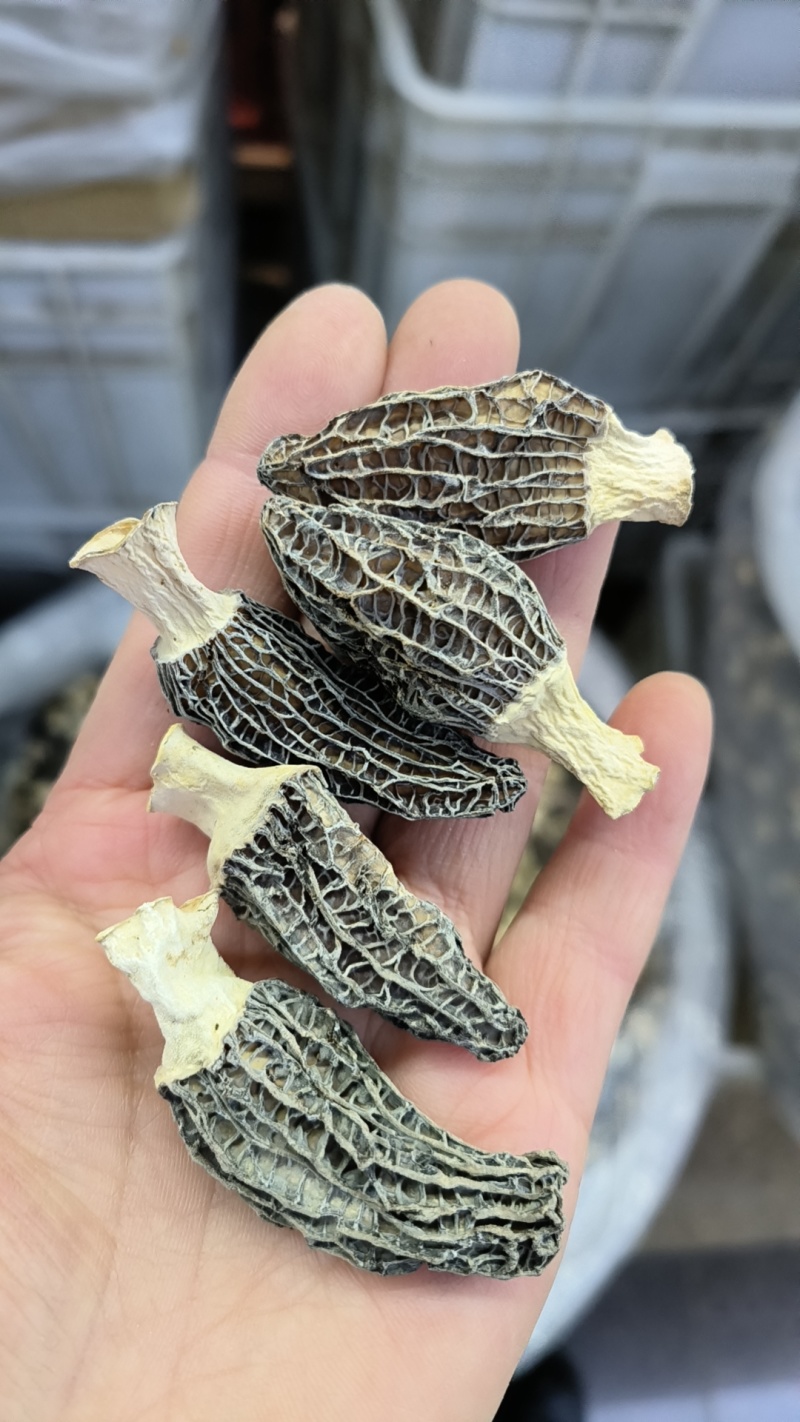 高品质羊肚菌干货肉质肥厚货足