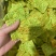 脆片羽衣甘蓝脆片