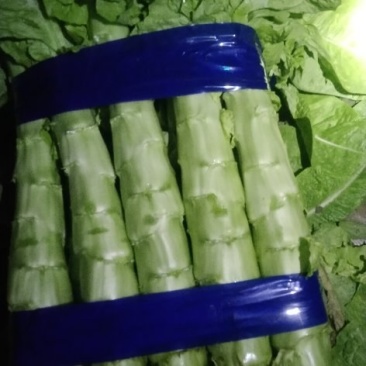 莴笋红尖叶青叶大量上市，保质保量，可代发全国！