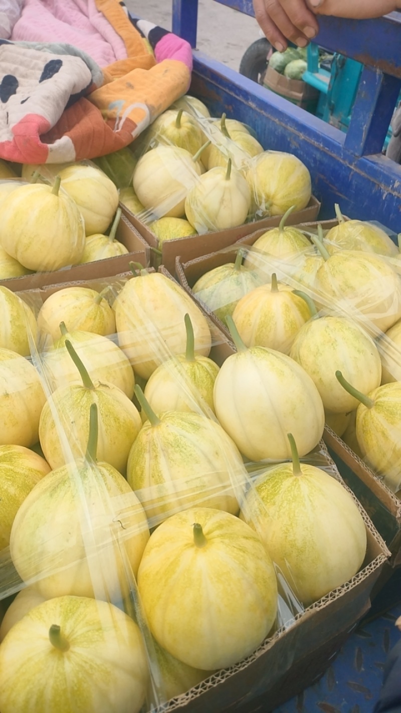 青县巴盟甜瓜大量供应