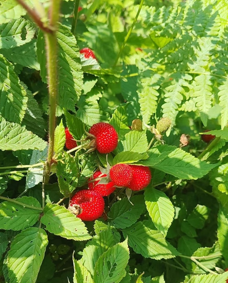 嵊州本地高山阿公公。纯甜，大自然的回馈️。