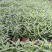 墨西哥鼠尾草，高度25.30.40厘米，多种规格。量大