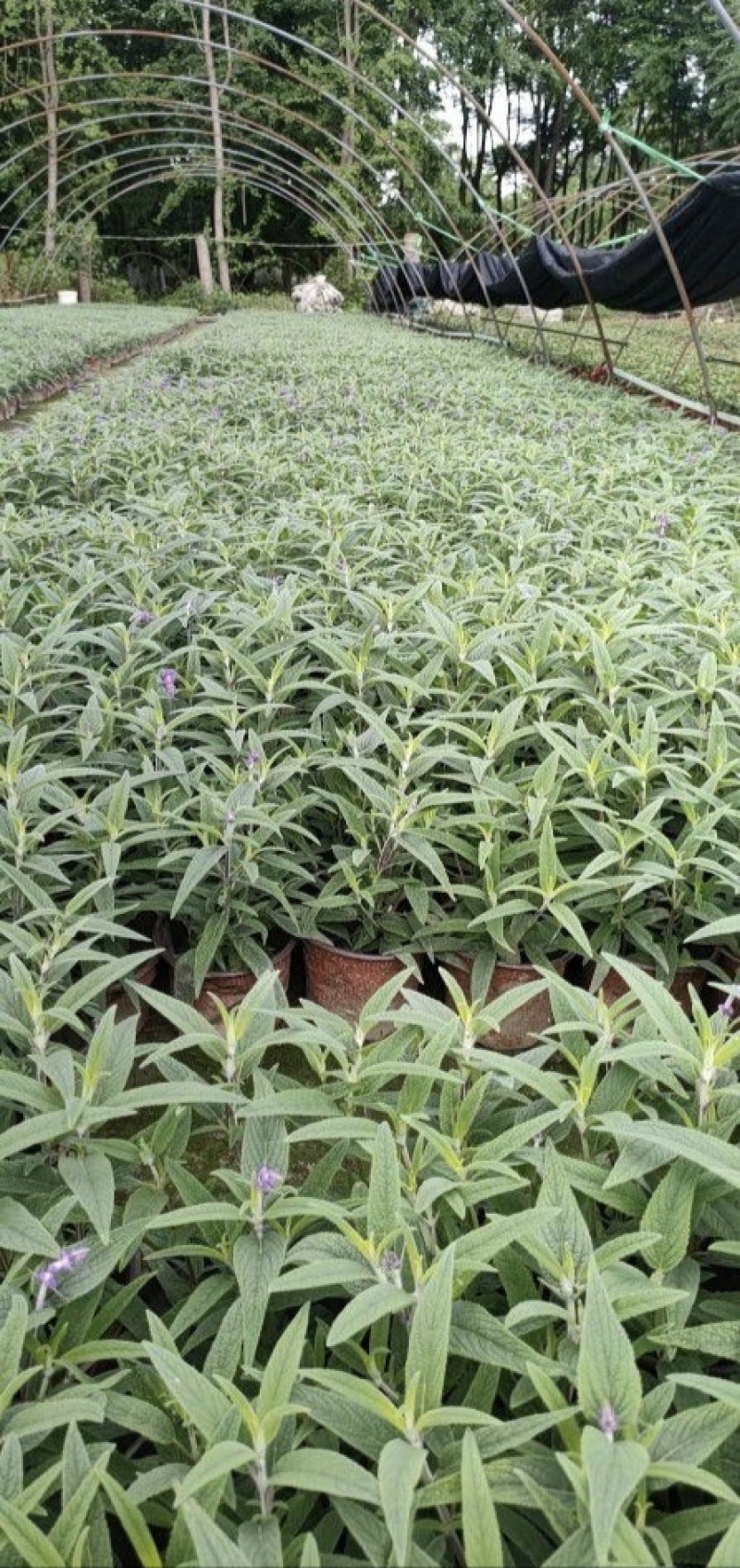 墨西哥鼠尾草，高度25.30.40厘米，多种规格。量大