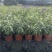 墨西哥鼠尾草，高度25.30.40厘米，多种规格。量大