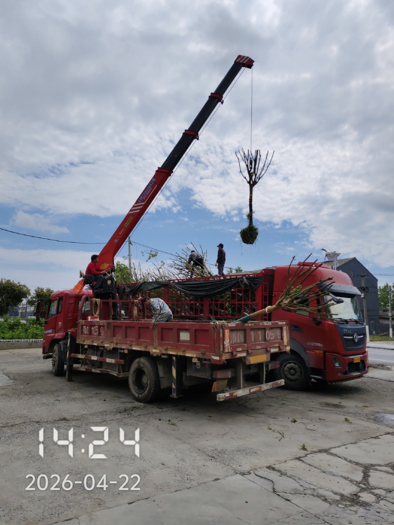 10公分高杆紫薇，高分枝紫薇，川红紫薇