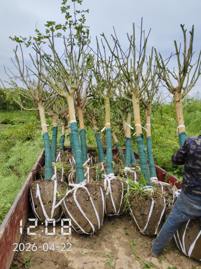 10公分高杆紫薇，高分枝紫薇，川红紫薇