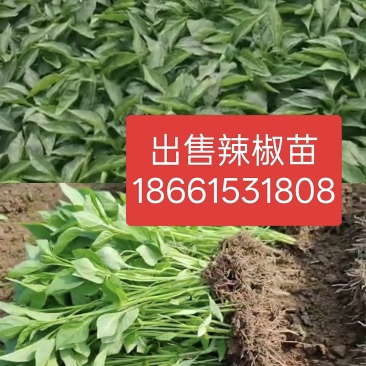 辣椒苗三樱椒干摘一次性
