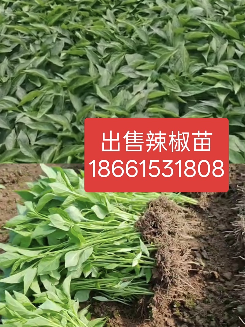 辣椒苗三樱椒干摘一次性