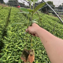 阿里山一号水栀杯苗