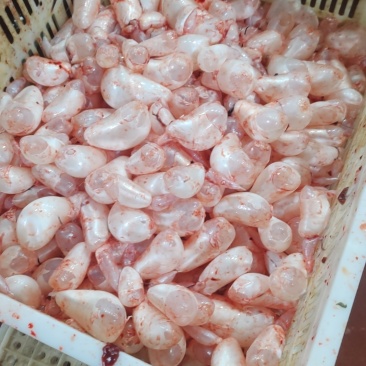 新鲜鱼泡泡