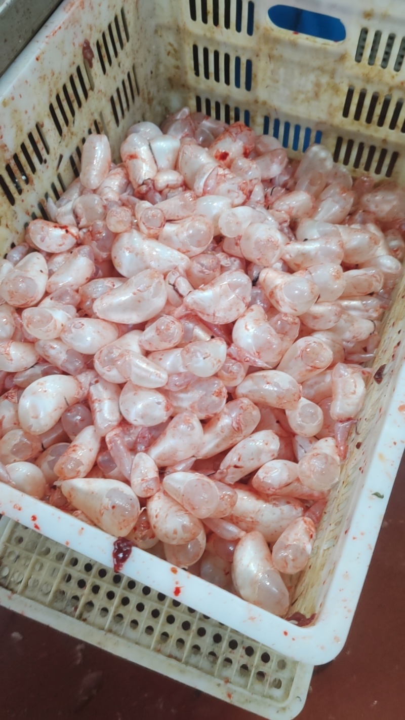 新鲜鱼泡泡