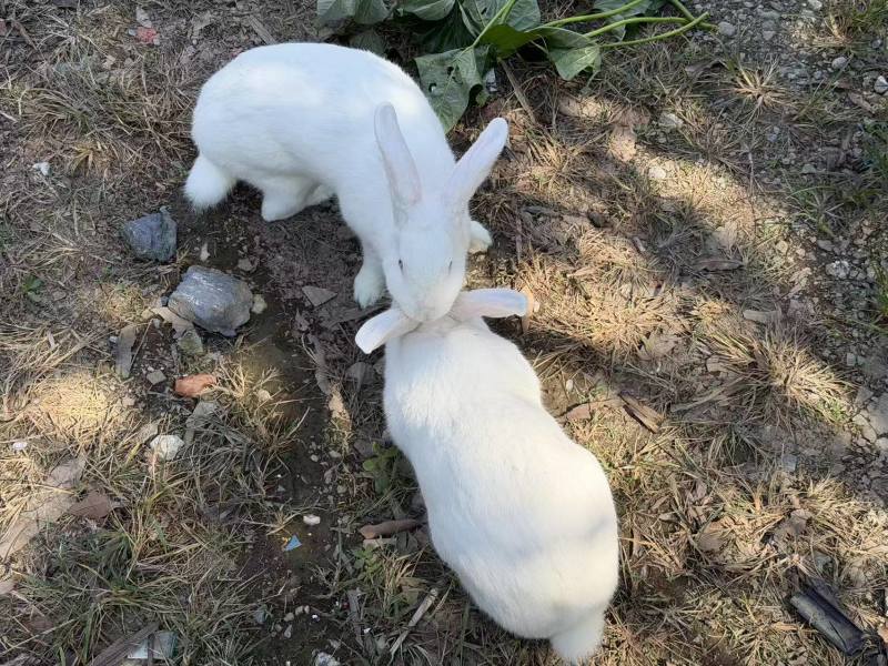 商品兔，肉兔产地养殖直发，伊拉克兔，多种品种，可宰杀。